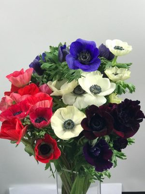 Anemone Mix (3)