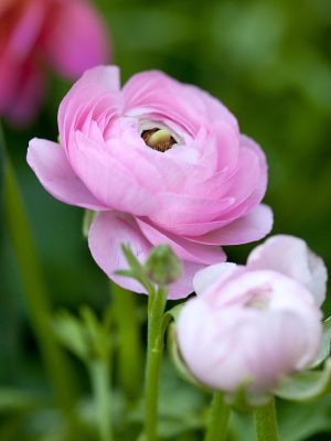 Ranunculus-5